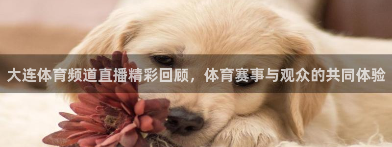 大连体育频道直播精彩回顾，体育赛事与观众的共同体验