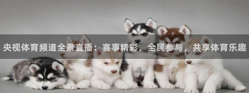 央视体育频道全景直播：赛事精彩，全民参与，共享体育乐趣